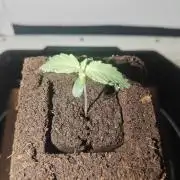 White Widow F1