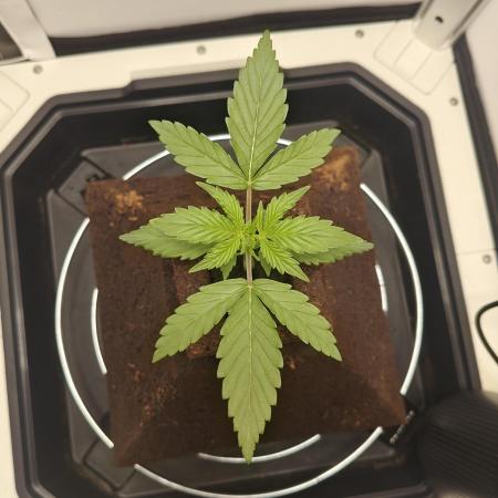 White Widow F1