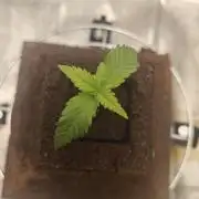 Purple Lemonade RF3