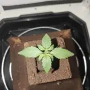 White Widow F1