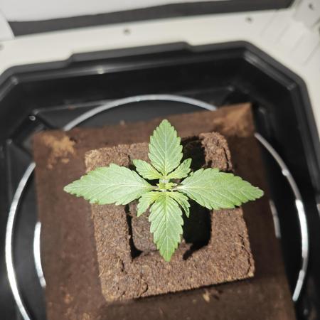 White Widow F1