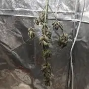 Purple Lemonade RF3