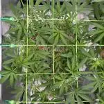 • Painkiller CBD •  ||  HiShark
