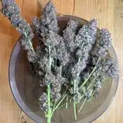 Die rote Pille (by V-Buds)