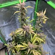 GoodGenetix | Thundae-G Auto