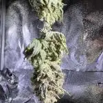 First Grow Diary - Think Fast 