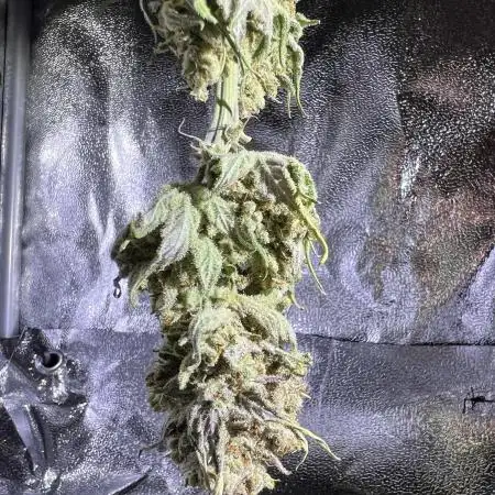 First Grow Diary - Think Fast 