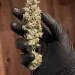 • Painkiller CBD •  ||  HiShark