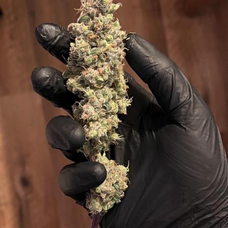 • Painkiller CBD •  ||  HiShark