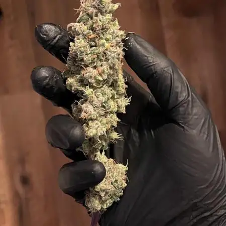 • Painkiller CBD •  ||  HiShark