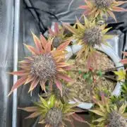 Purple Lemonade FF – Purple Drip