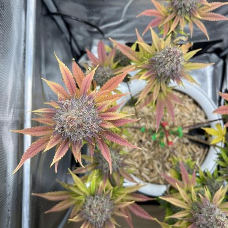 Purple Lemonade FF – Purple Drip
