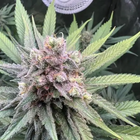 First Grow Diary - Think Fast 