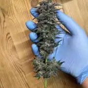 FastBuds - Tropicana Cookies FF