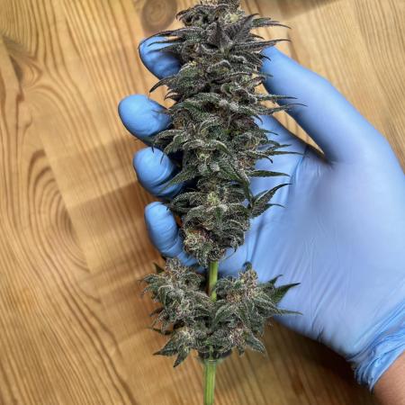 FastBuds - Tropicana Cookies FF