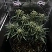 Nami’s Orangen Auto (by V-Buds)