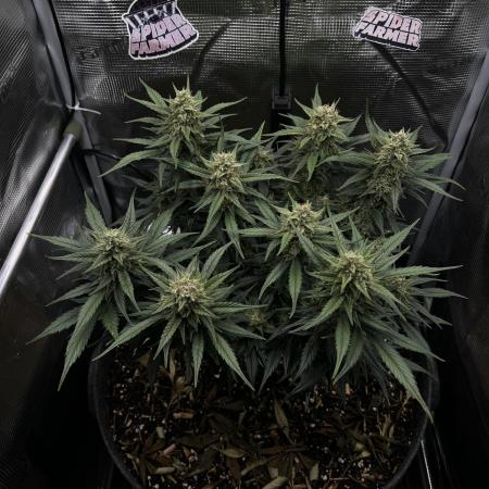 Nami’s Orangen Auto (by V-Buds)