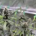 • Painkiller CBD •  ||  HiShark