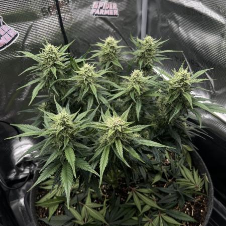 Nami’s Orangen Auto (by V-Buds)