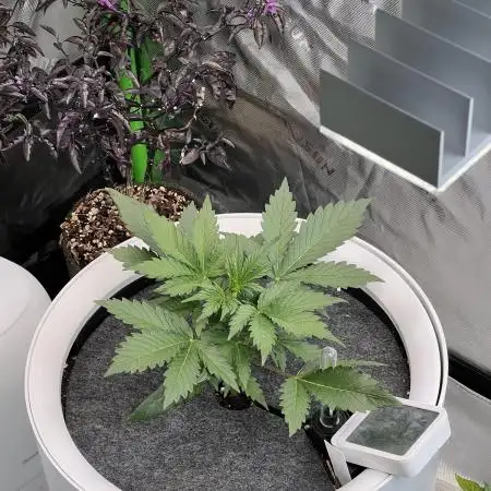 GoodGenetix | Thundae-G Auto