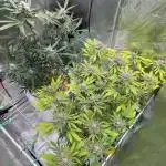 • Painkiller CBD •  ||  HiShark