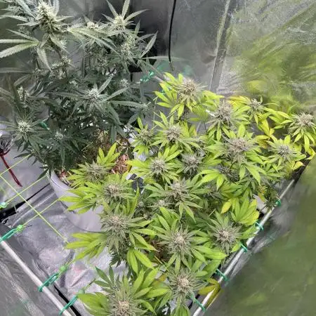 • Painkiller CBD •  ||  HiShark