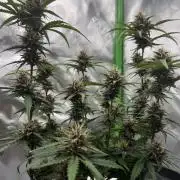 G-Donutz Auto (by GoodGenetix)