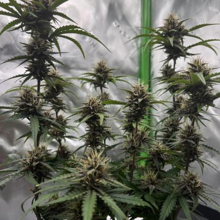 G-Donutz Auto (by GoodGenetix)