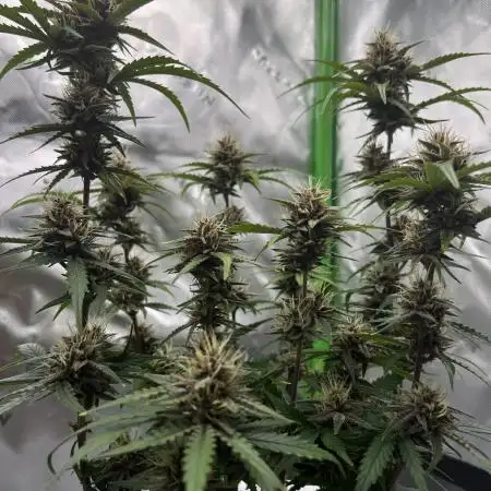 G-Donutz Auto (by GoodGenetix)