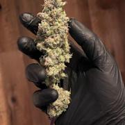 • Painkiller CBD •  ||  HiShark