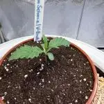 Jon Schnee - Die weisse Legende