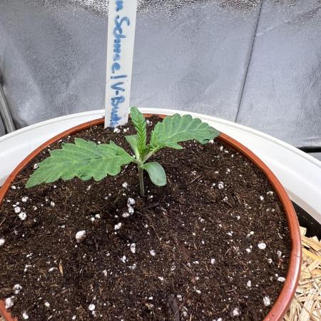 Jon Schnee - Die weisse Legende