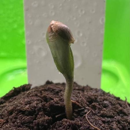 Nami’s Orangen Auto (by V-Buds)