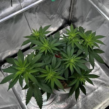 Purple Lemonade FF – Purple Drip