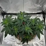 Purple Lemonade FF – Purple Drip