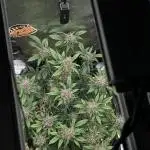 Die rote Pille (by V-Buds)