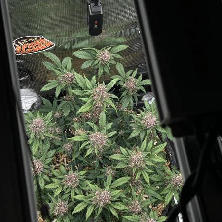 Die rote Pille (by V-Buds)