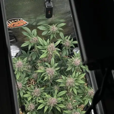 Die rote Pille (by V-Buds)