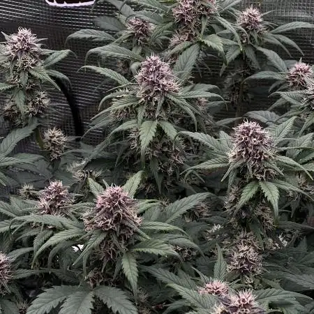 Die rote Pille (by V-Buds)