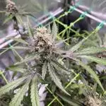 • Painkiller CBD •  ||  HiShark