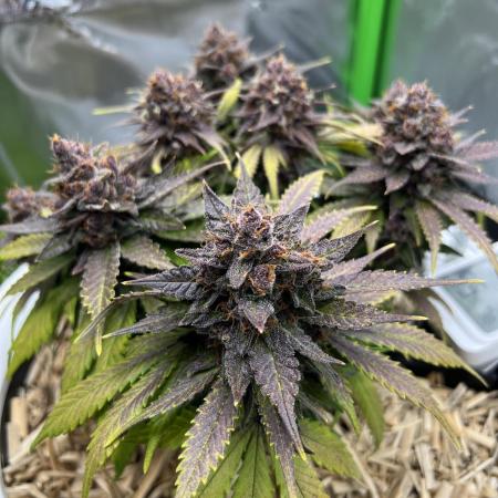 Fast Buds - Purple Haze Auto