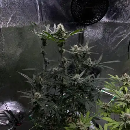 • Painkiller CBD •  ||  HiShark