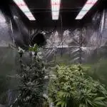 • Painkiller CBD •  ||  HiShark