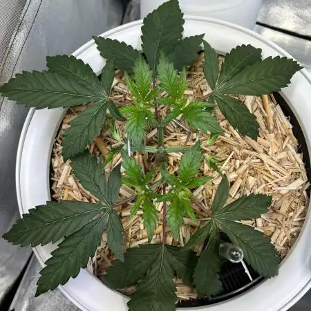 • Painkiller CBD •  ||  HiShark