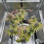 Purple Lemonade FF – Purple Drip