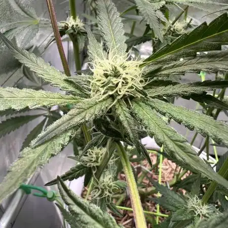 • Painkiller CBD •  ||  HiShark