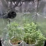 • Painkiller CBD •  ||  HiShark