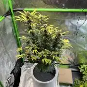 GoodGenetix | Thundae-G Auto