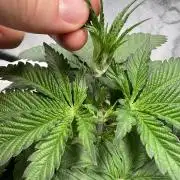 Purple Lemonade FF – Purple Drip