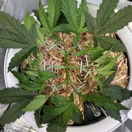 • Painkiller CBD •  ||  HiShark